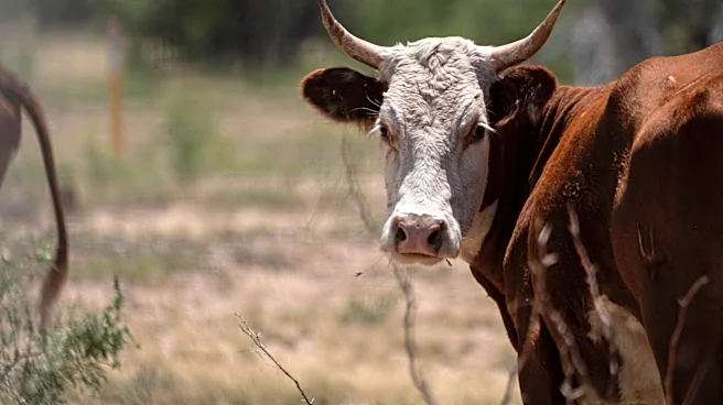 US reopens cattle border amid screwworm fears. Could beef prices fall?