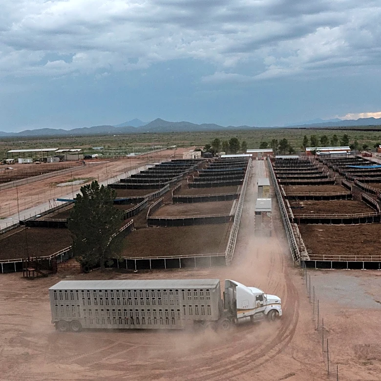 Mexican cattle cross into US again after 15-month screwworm closure