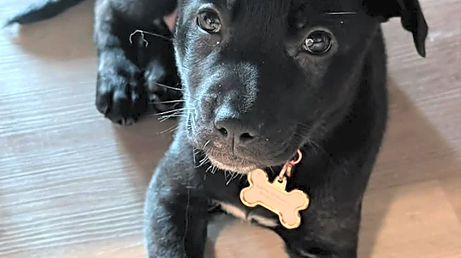 How to get free pup cups, bandanas and more for National Dog Day 2026
