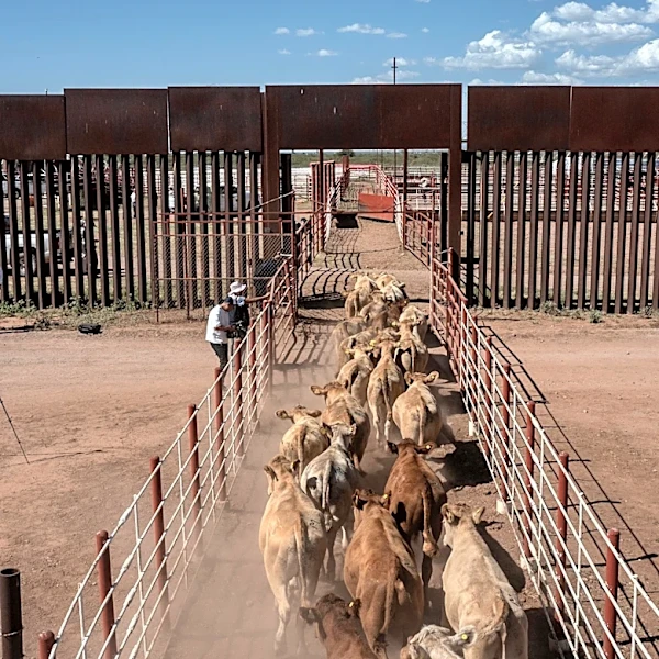 'It's a relief': How 100% inspections regulate Mexican cattle exports to US