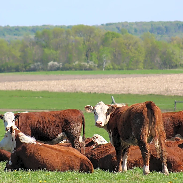 ¿Qué hay de nuevo sobre el retiro de carne de res del USDA en Texas?