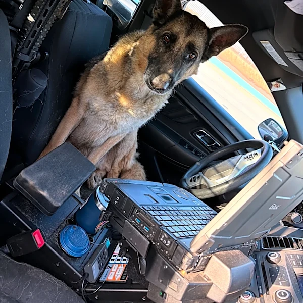 Stray no more: Lost dog jumps into El Paso police car for help