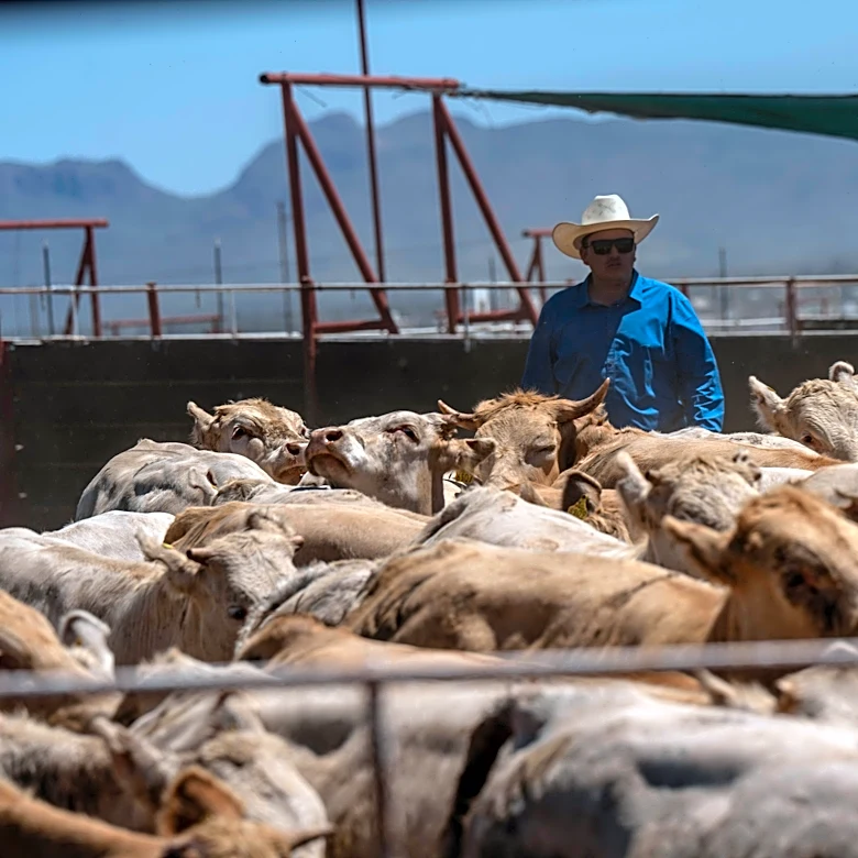 Santa Teresa cattle imports resume as US seeks beef price relief