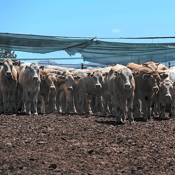 Mexican cattle cross into New Mexico again after screwworm shutdown