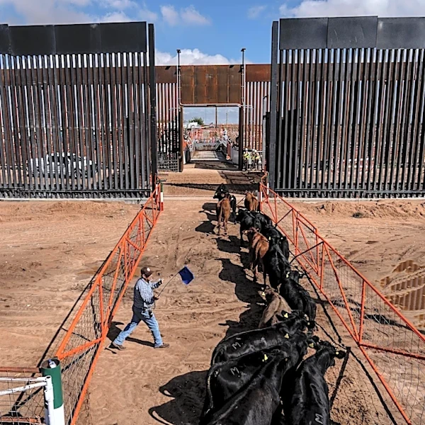 Ranchers cheer as Mexican cattle cross US border after 16-month halt