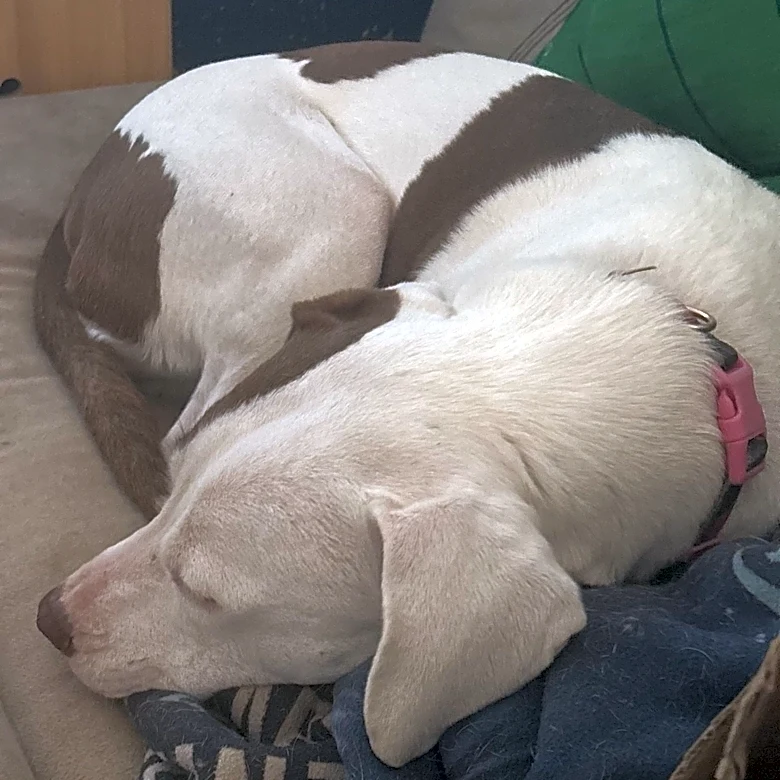 How to keep your dog calm, safe as storms move into El Paso