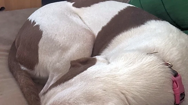 How to keep your dog calm, safe as storms move into El Paso