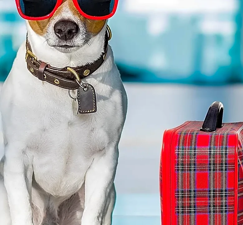 Flying With a Pet? What Travelers Should Know Before Booking