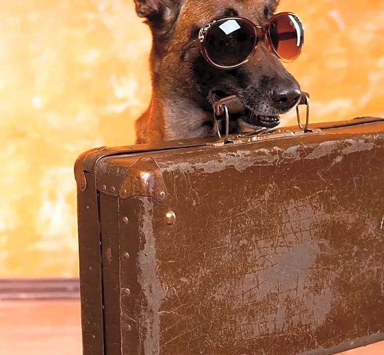 How to Plan a Pet-Friendly Vacation Without the Last-Minute Stress