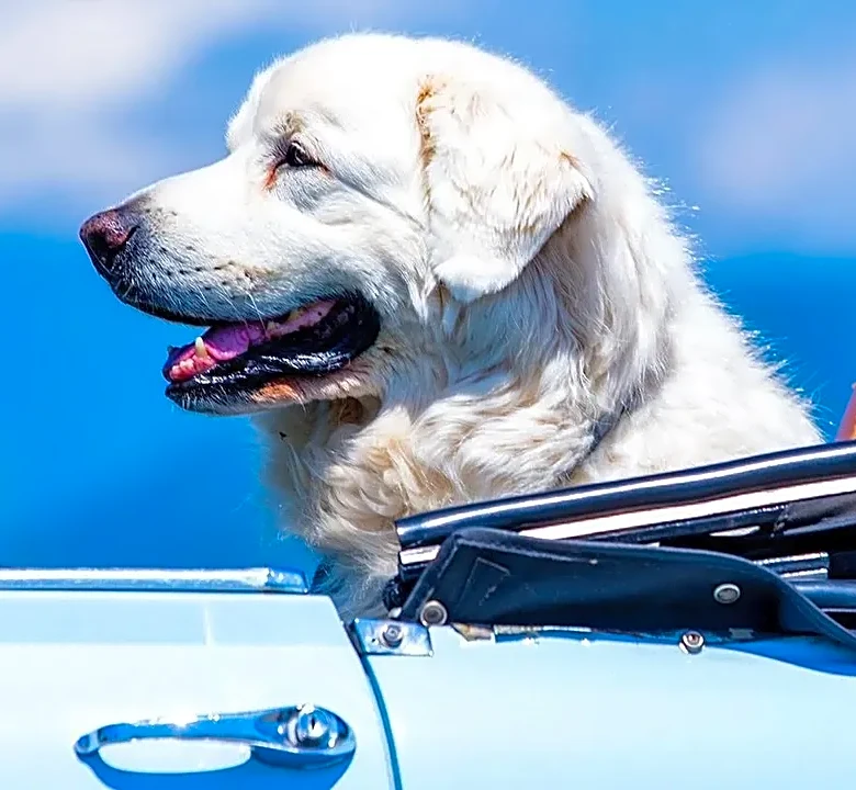 The Ultimate Road Trip Checklist for Traveling With Pets