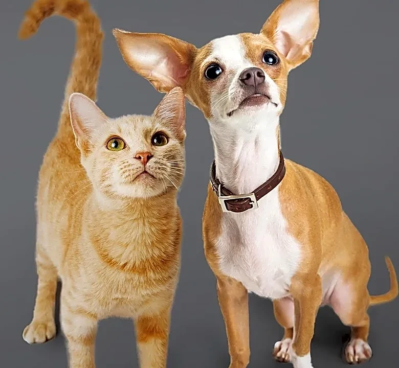 What to Pack for a Vacation With Your Dog or Cat