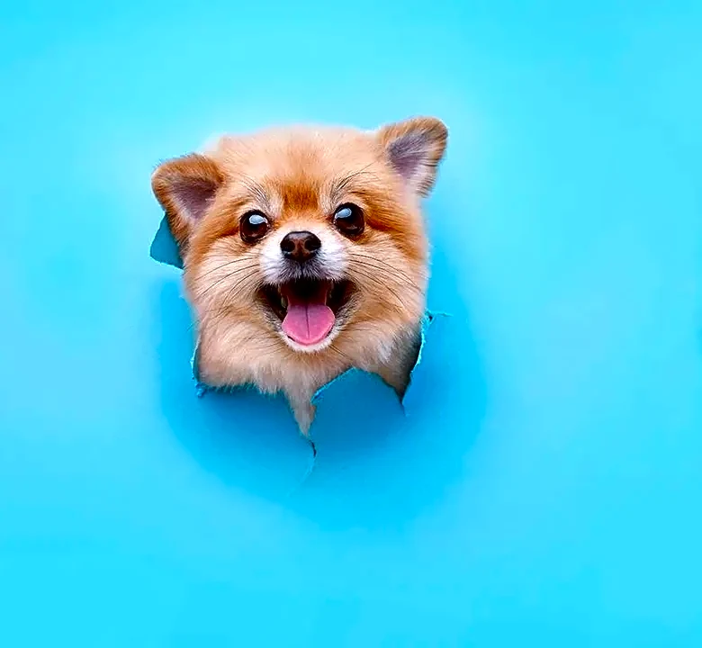 Documentaries to Watch If You Love Pets.com