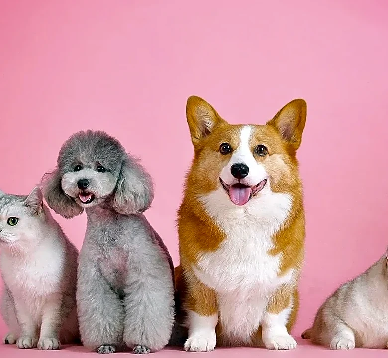The Hidden Decision That Reshaped Pets.com