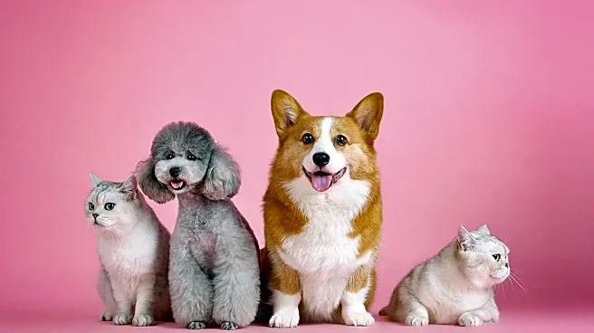 The Hidden Decision That Reshaped Pets.com