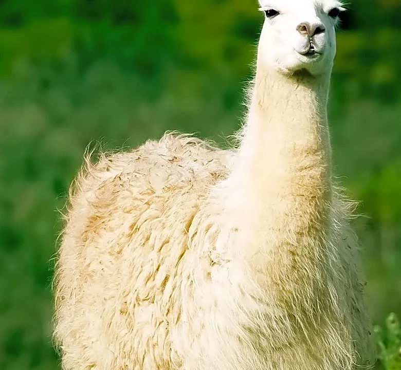 Why AI Developers Watch Meta Earnings for Clues About Llama's Future