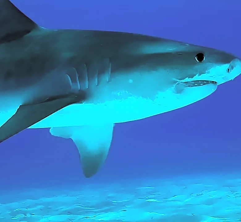 Are shark attacks really becoming more common along U.S. beaches?