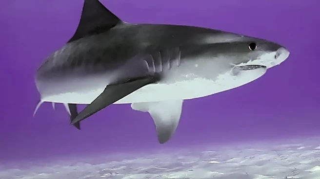Are shark attacks really becoming more common along U.S. beaches?