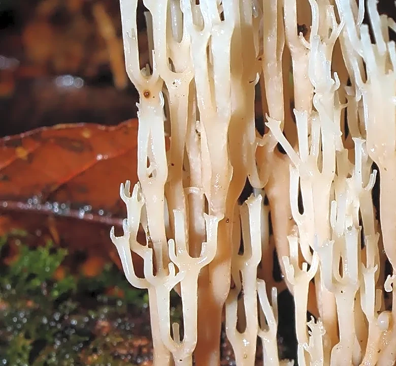 What you need to know about the Candida auris fungus