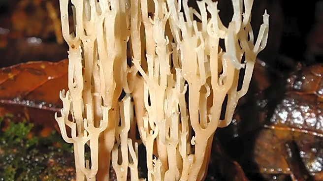 What you need to know about the Candida auris fungus