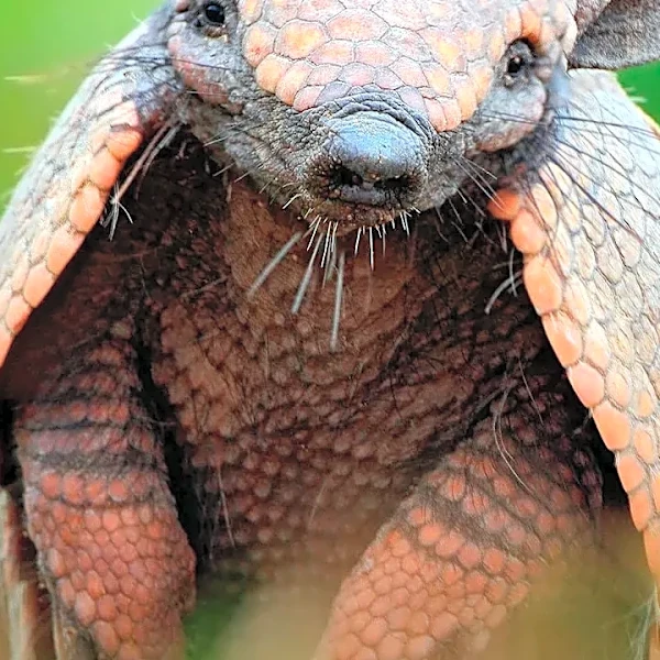 The strangest survival adaptations found in nature