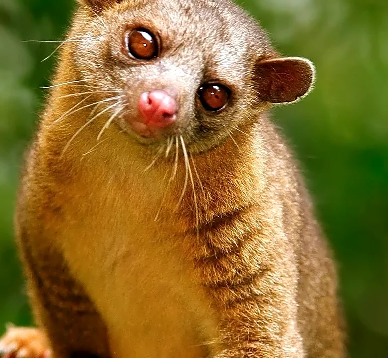 Nature's cleanup crew: 6 animals that do Earth's dirty work