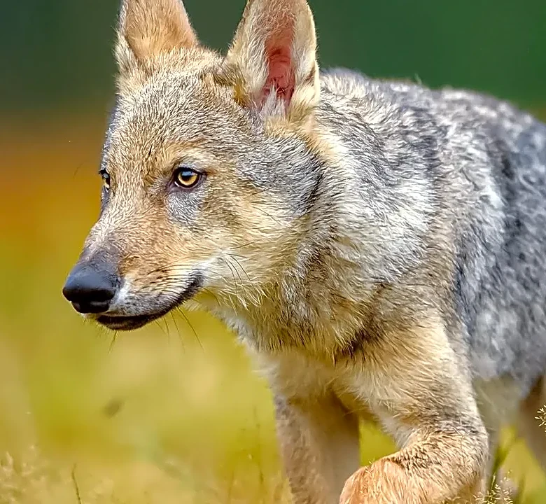 5 species making unexpected comebacks in the wild