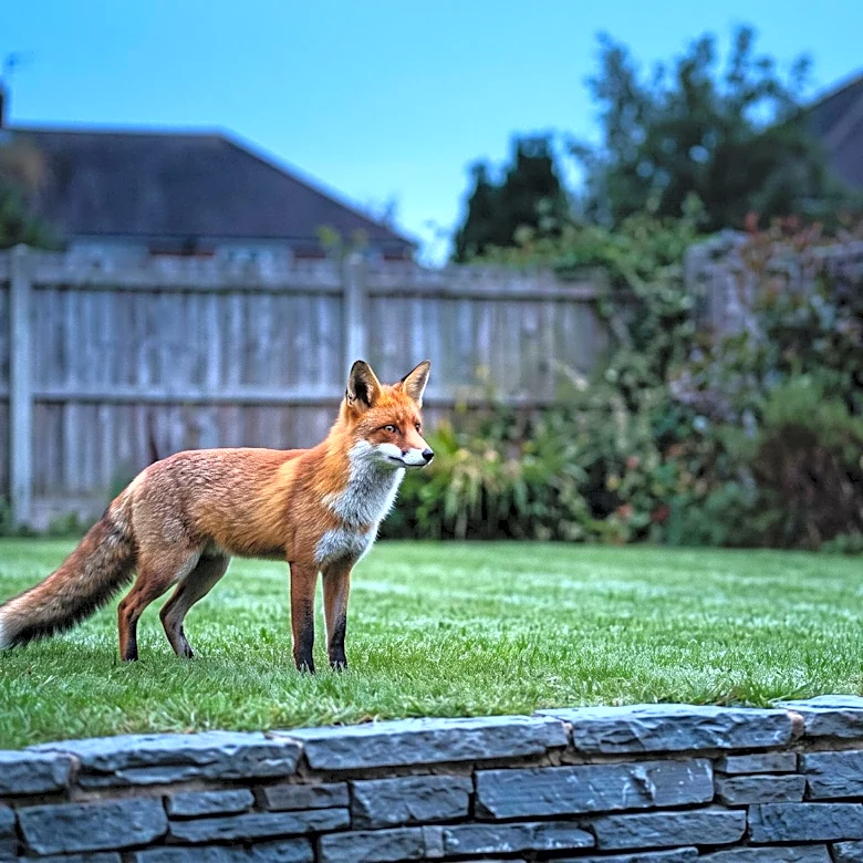 The animals that are quietly moving into U.S. cities