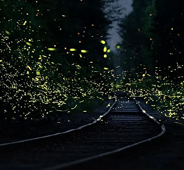 Why are some cities suddenly seeing more fireflies?