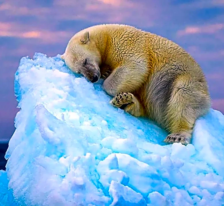 Why some animals are getting smaller as Earth warms