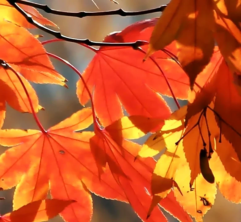 Why autumn leaves are more colorful some years than others