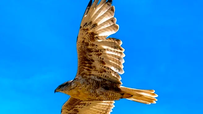 This bird can fly 7,000 miles without stopping
