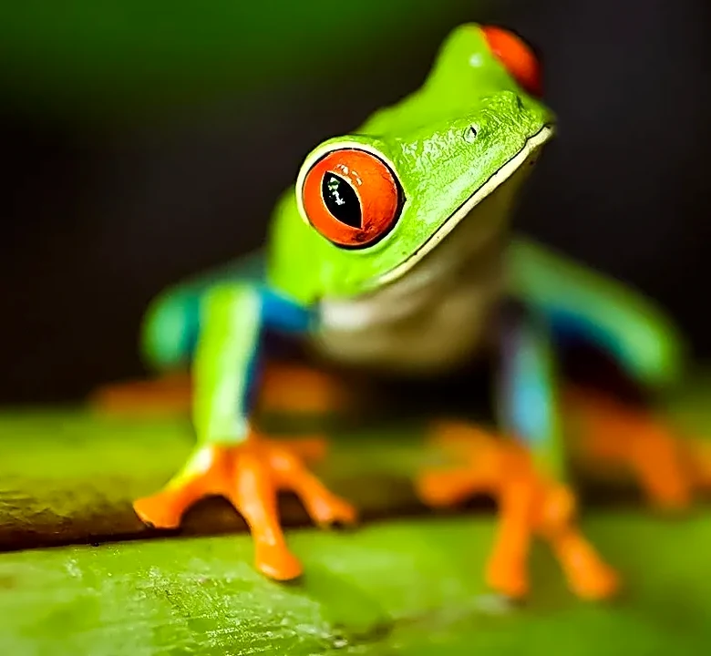 Scientists discover a mysterious new frog in the Amazon