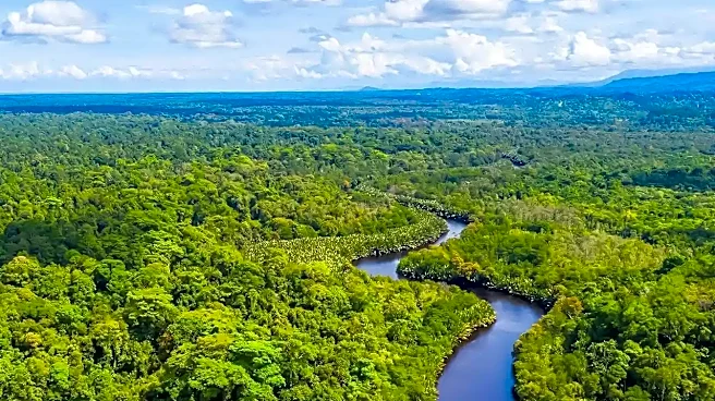 Saving the Amazon may be simpler than we thought