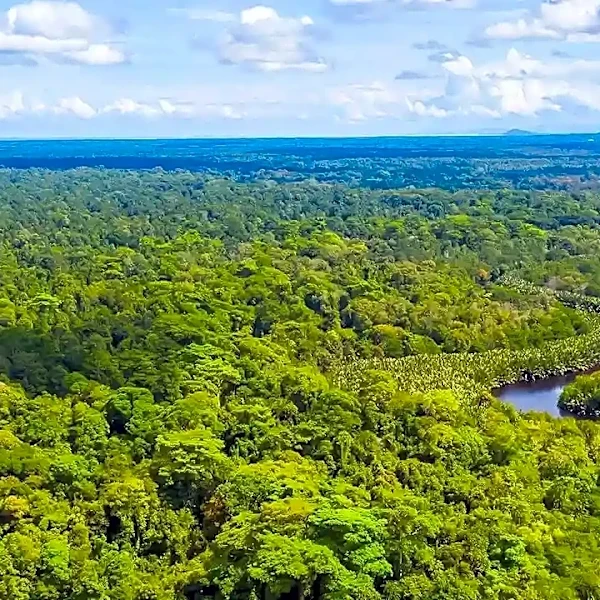 Why the Amazon rainforest might be at a tipping point