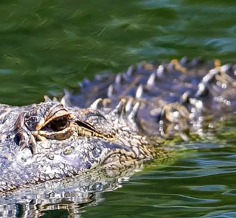 Scientists just found a crocodile they never knew existed