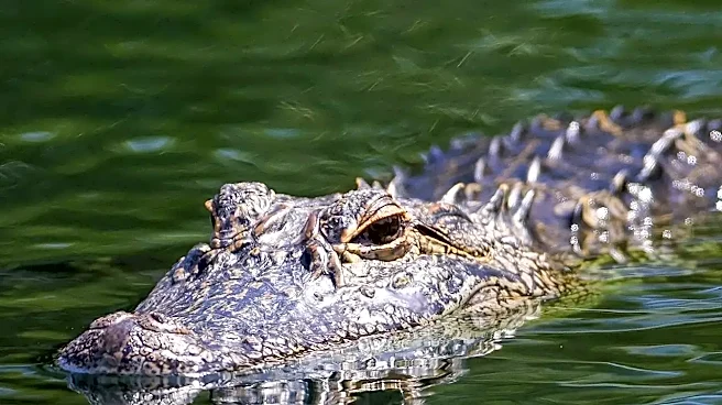 Scientists just found a crocodile they never knew existed
