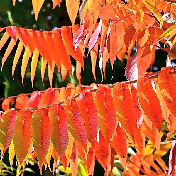 Why fall leaves are more colorful in some years