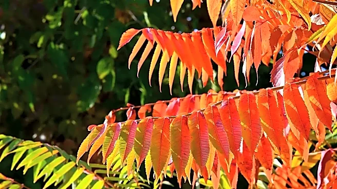 Why fall leaves are more colorful in some years