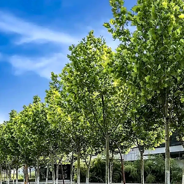 The surprising reason some trees grow faster in cities