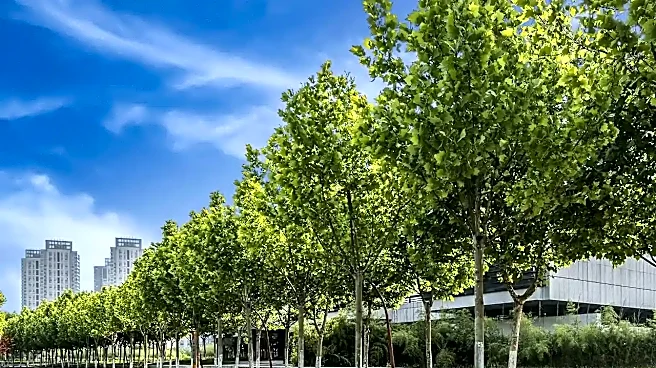 The surprising reason some trees grow faster in cities