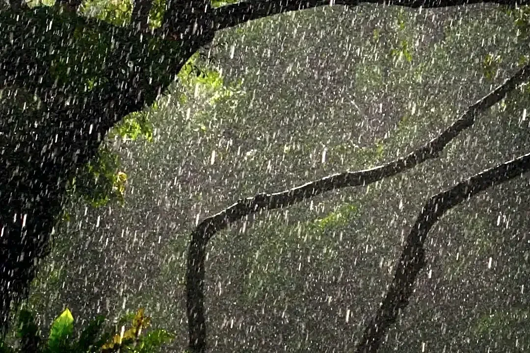 The surprising science behind the smell of rain