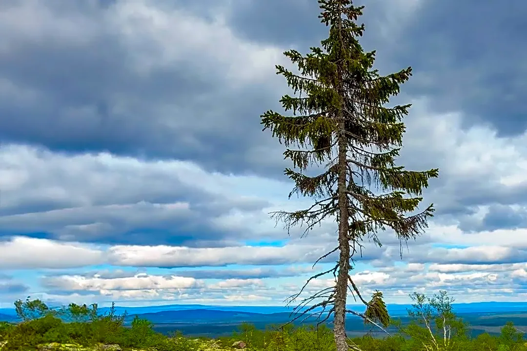 Why some trees are moving uphill to survive