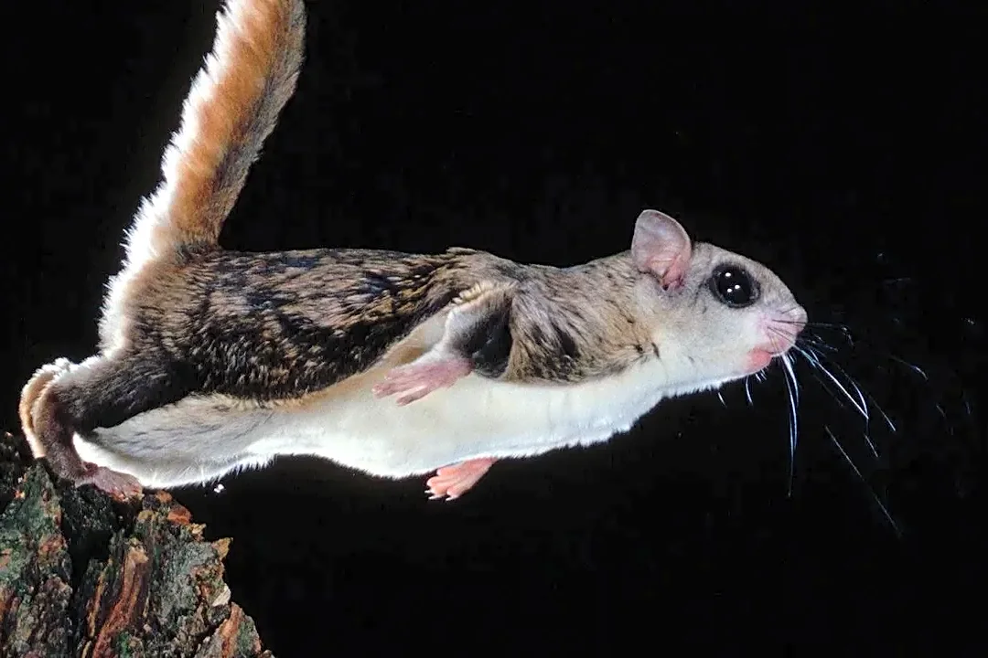 The surprising science behind animals that never sleep
