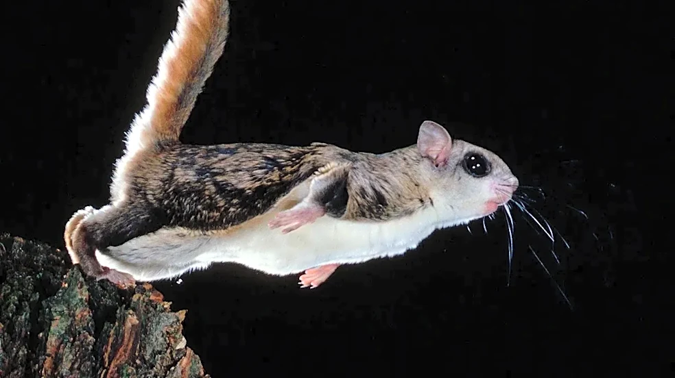 The surprising science behind animals that never sleep