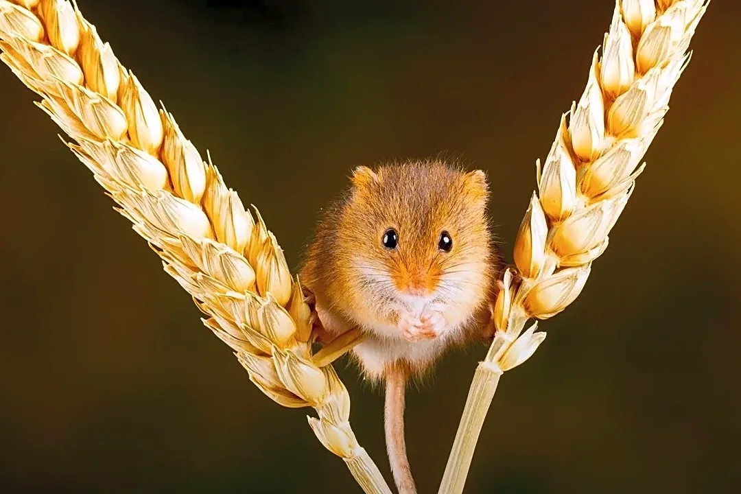 Scientists discover how some animals navigate without landmarks