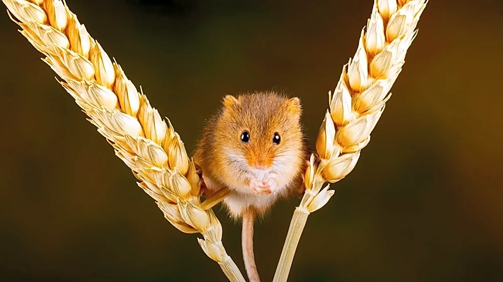 Scientists discover how some animals navigate without landmarks