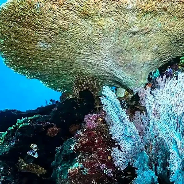 Dying coral makes a stunning comeback in just 7 weeks