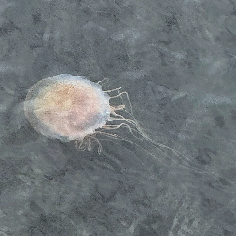 This species appearing in the river has no brain, heart, bones or lungs