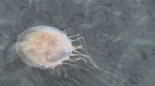 This species appearing in the river has no brain, heart, bones or lungs