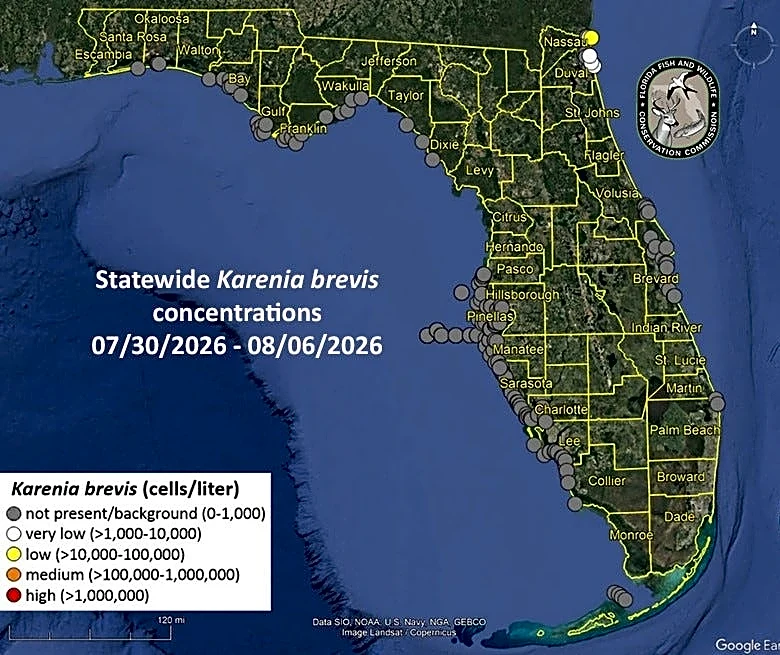 Red tide health alert issued near Ft. George Inlet. See local impacts